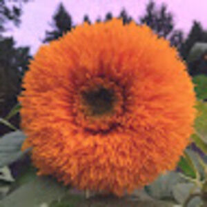 Meet your Posher, Cassie